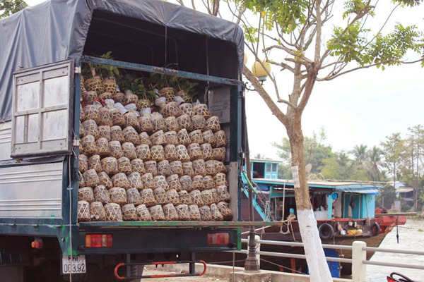 Rực rỡ sắc xuân làng hoa Tân Quy Đông 19