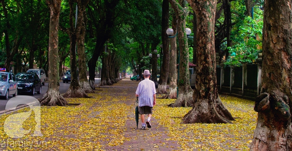 hà nội afamily