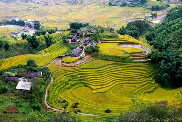 ruộng bậc thang