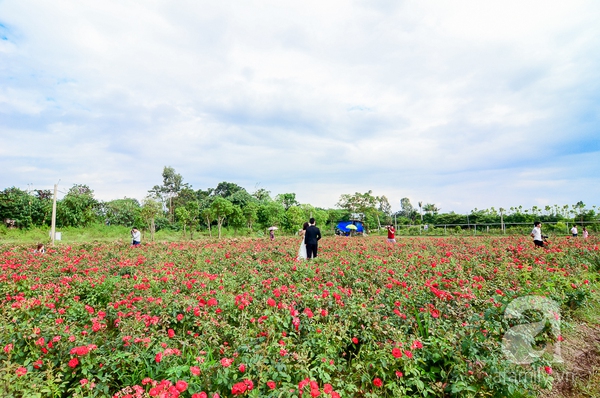 thảo nguyên hoa long biên