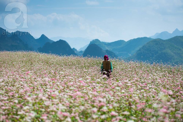 cúc hoạ mi