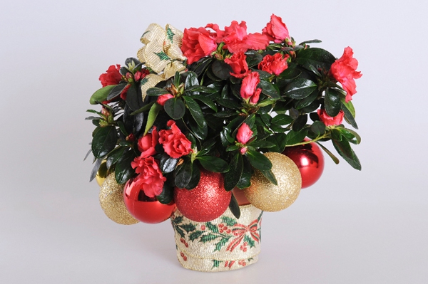3 c&aacute;ch cắm hoa đẹp lung linh cho dịp Noel 24