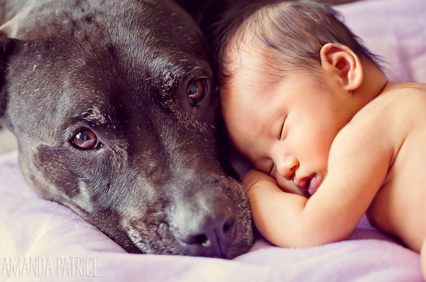 Khoảnh khắc bình yên tuyệt đẹp của bé sơ sinh bên cún cưng 1