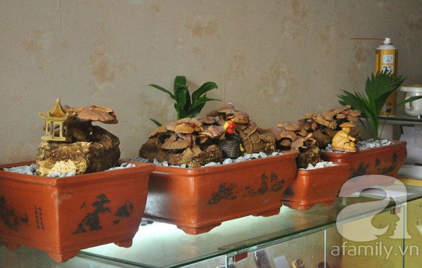  Cả triệu đồng một chậu nấm linh chi bonsai độc, lạ trưng Tết 4