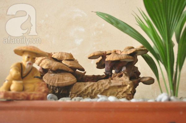  Cả triệu đồng một chậu nấm linh chi bonsai độc, lạ trưng Tết 6