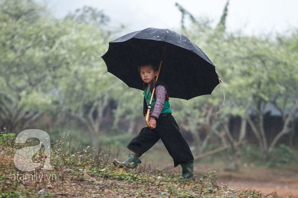 Phụ nữ, trẻ em trong khuôn hình thú vị mùa xuân Mộc Châu 9