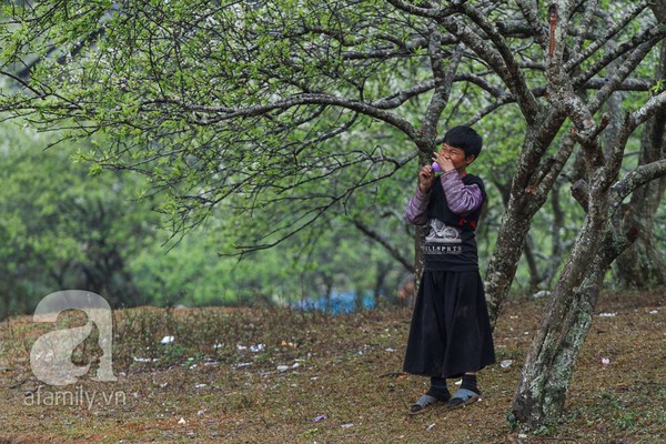 Phụ nữ, trẻ em trong khuôn hình thú vị mùa xuân Mộc Châu 13