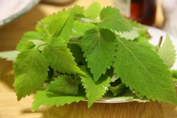 Tam nuoc thao moc 3 Tam nuoc thao moc 3