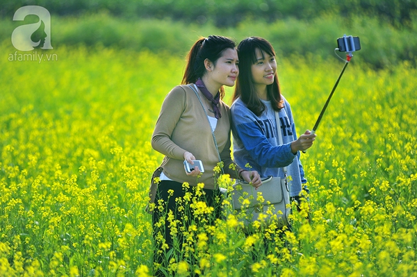 canh-dong-cai-vang