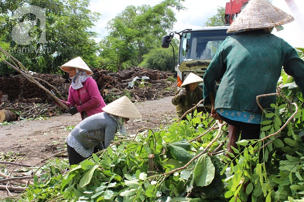 Lạ lùng nghề mót củi giữa Sài Gòn  4