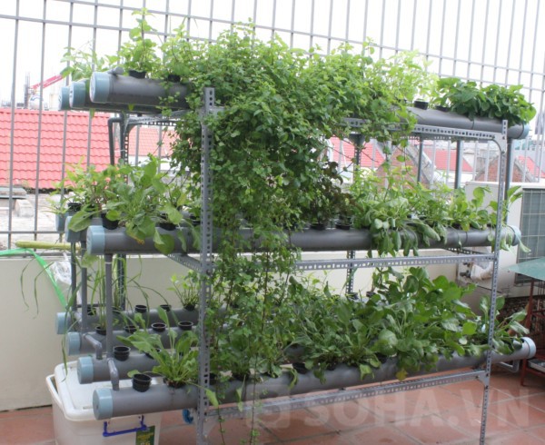 Người Hà Nội chia sẻ cách trồng rau đặc biệt trên sân thượng 2