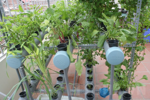 Người Hà Nội chia sẻ cách trồng rau đặc biệt trên sân thượng 4