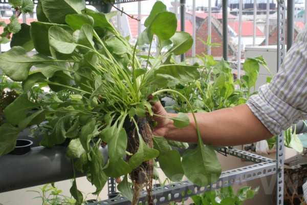 Người Hà Nội chia sẻ cách trồng rau đặc biệt trên sân thượng 5