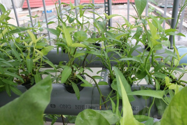 Người Hà Nội chia sẻ cách trồng rau đặc biệt trên sân thượng 6