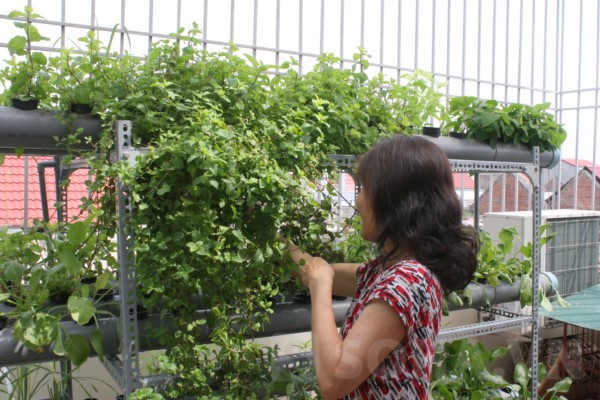 Người Hà Nội chia sẻ cách trồng rau đặc biệt trên sân thượng 7