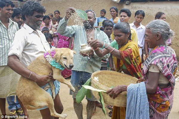Cô gái Ấn Độ kết hôn với chú chó để xua đuổi những điều xui xẻo 3