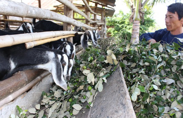 Giá táo ngon còn 1.000 đồng/kg, dân chặt cho bò ăn