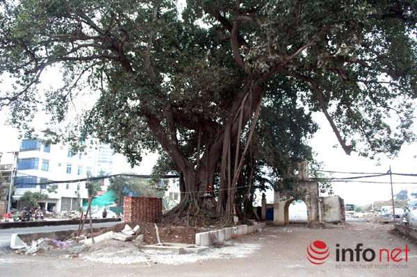 Cận cảnh con đường ngàn tỷ đồng “né” cây đa hơn 100 năm tuổi giữa Thủ đô
