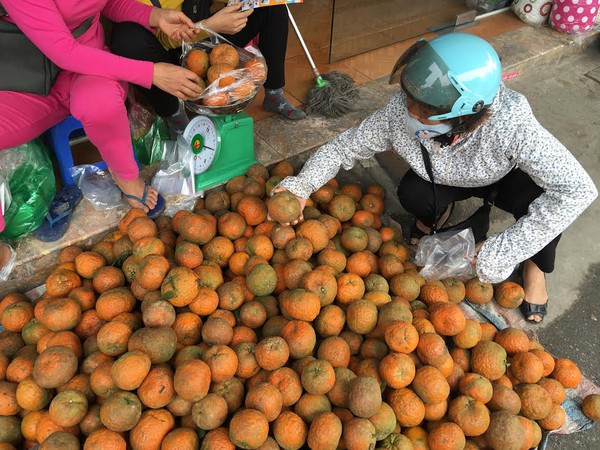 Sự thật cam Hà Giang quấn nilon ngập chợ Hà Nội Sự thật cam Hà Giang quấn nilon ngập chợ Hà Nội