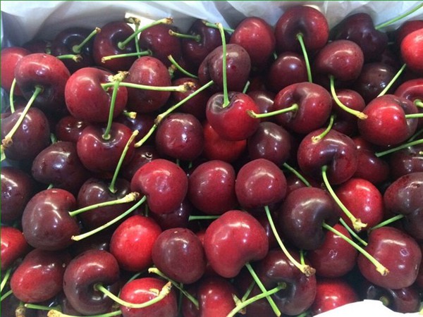 Cherry Mỹ nhập khẩu phơi cả ngày dưới trời nắng vẫn tươi