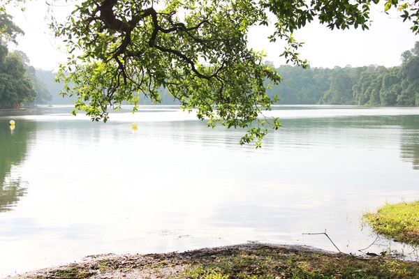 Singapore: Đi ngắm hoàng hôn tuyệt đẹp ở công viên MacRitchie Reservoir  6