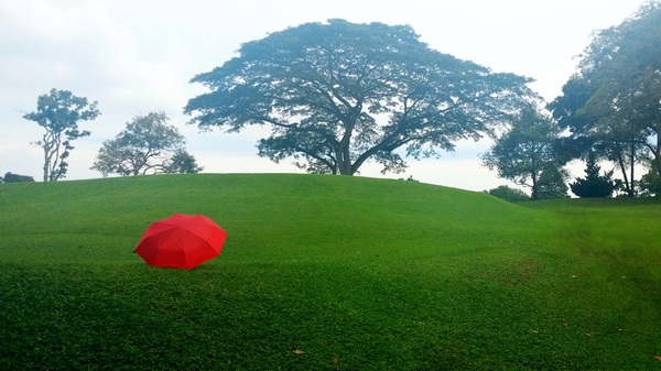 Singapore: Đi ngắm hoàng hôn tuyệt đẹp ở công viên MacRitchie Reservoir  5