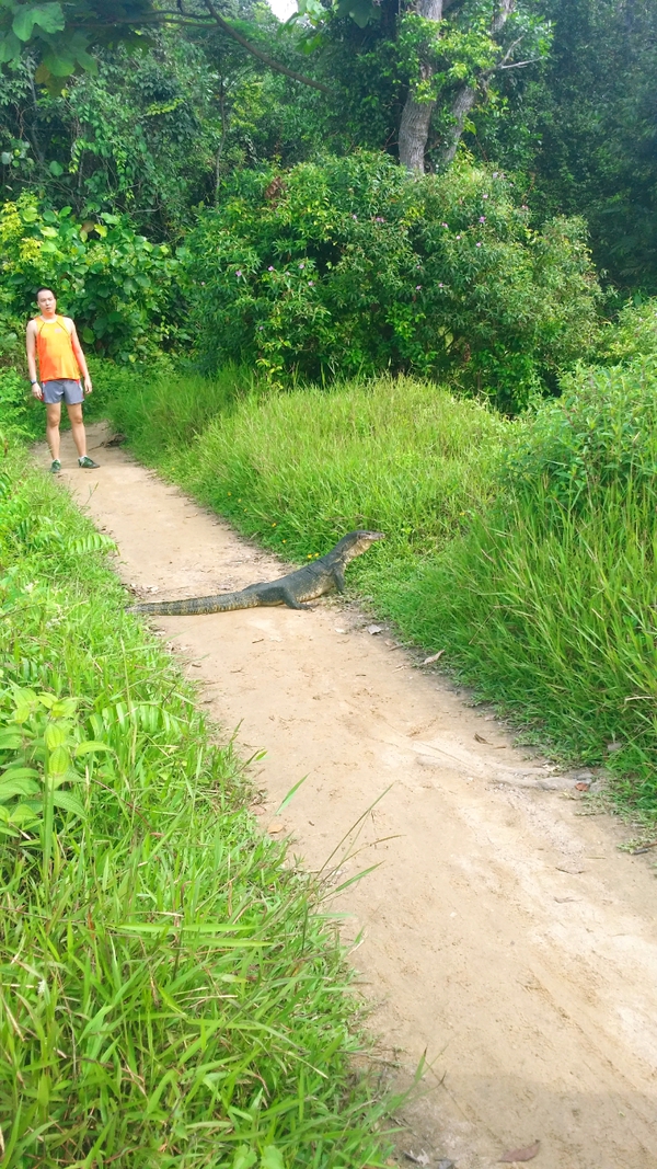 Singapore: Đi ngắm hoàng hôn tuyệt đẹp ở công viên MacRitchie Reservoir  9