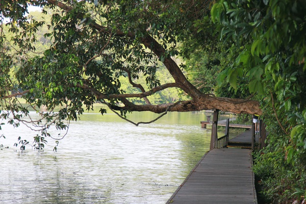 Singapore: Đi ngắm hoàng hôn tuyệt đẹp ở công viên MacRitchie Reservoir  10