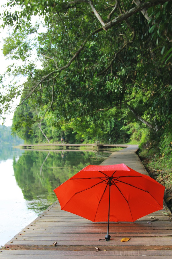 Singapore: Đi ngắm hoàng hôn tuyệt đẹp ở công viên MacRitchie Reservoir  4