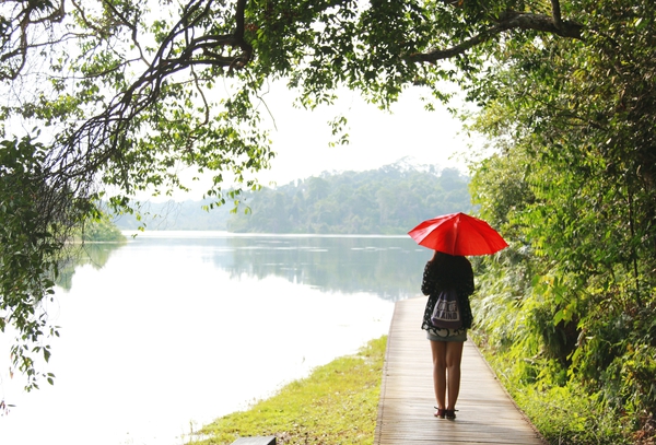 Singapore: Đi ngắm hoàng hôn tuyệt đẹp ở công viên MacRitchie Reservoir  1