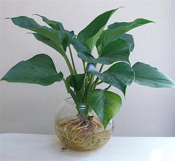 Tư vấn bố trí nội thất nhà ống 1 tầng cho người mệnh Thủy 6