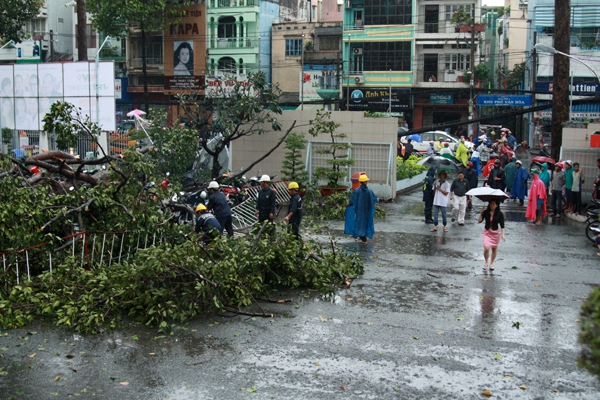 TP.HCM: Cây xanh bật gốc đổ đè hàng chục xe máy trong mưa lớn 3