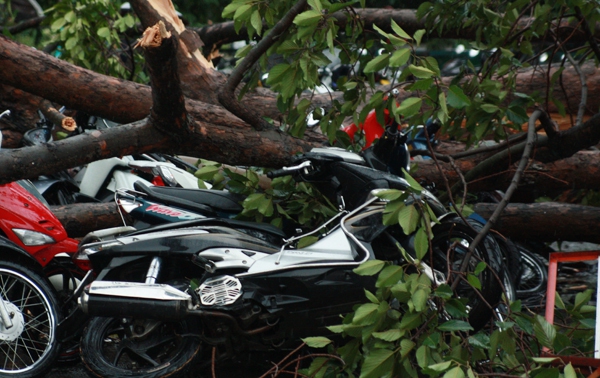 TP.HCM: Cây xanh bật gốc đổ đè hàng chục xe máy trong mưa lớn 5