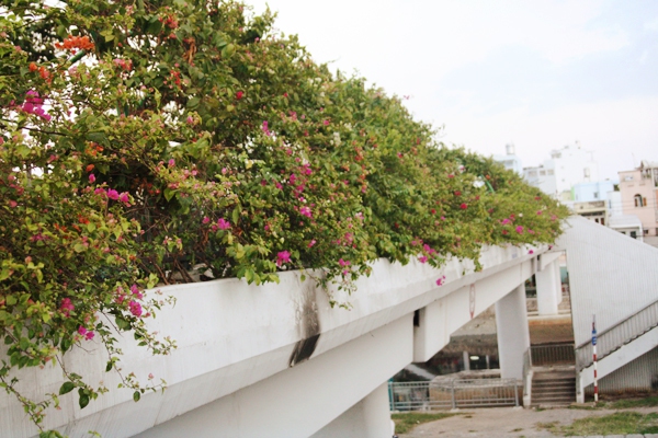 Người Sài Gòn thích thú đi dưới vòm hoa rực rỡ phủ kín cầu bộ hành 5