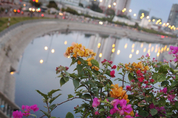 Người Sài Gòn thích thú đi dưới vòm hoa rực rỡ phủ kín cầu bộ hành 9
