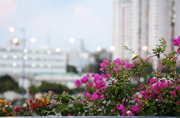 Người Sài Gòn thích thú đi dưới vòm hoa rực rỡ phủ kín cầu bộ hành 10