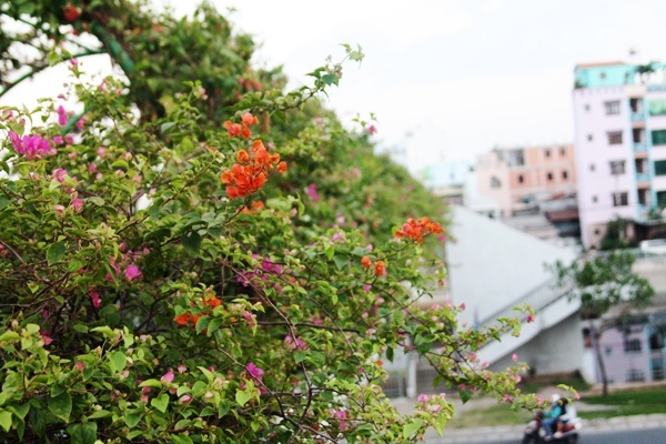 Người Sài Gòn thích thú đi dưới vòm hoa rực rỡ phủ kín cầu bộ hành 8