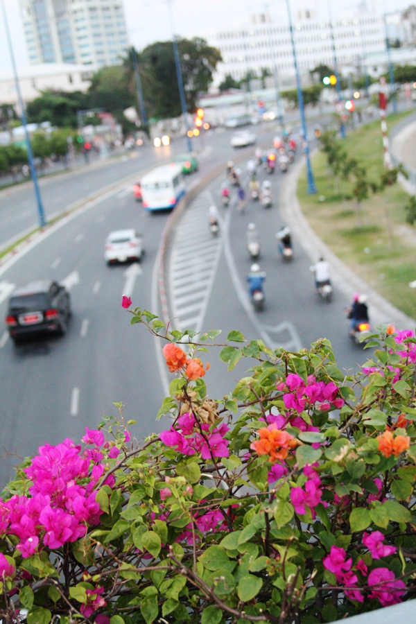 Người Sài Gòn thích thú đi dưới vòm hoa rực rỡ phủ kín cầu bộ hành 1