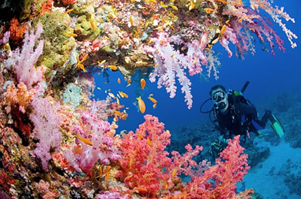 Ngây ngất với cảnh đẹp của những địa điểm lặn biển tuyệt nhất thế giới 2