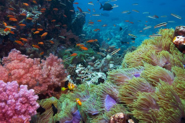 Ngây ngất với cảnh đẹp của những địa điểm lặn biển tuyệt nhất thế giới 8