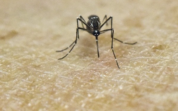 zika