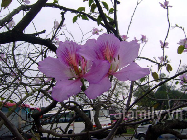 Đi chơi sớm ở 3 vườn hoa tuyệt đẹp tại Hà Nội 8