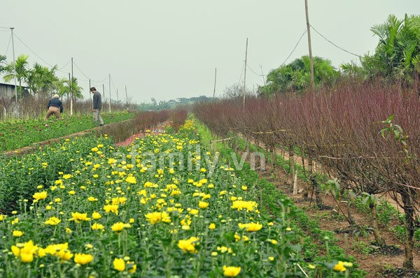 Đi chơi sớm ở 3 vườn hoa tuyệt đẹp tại Hà Nội