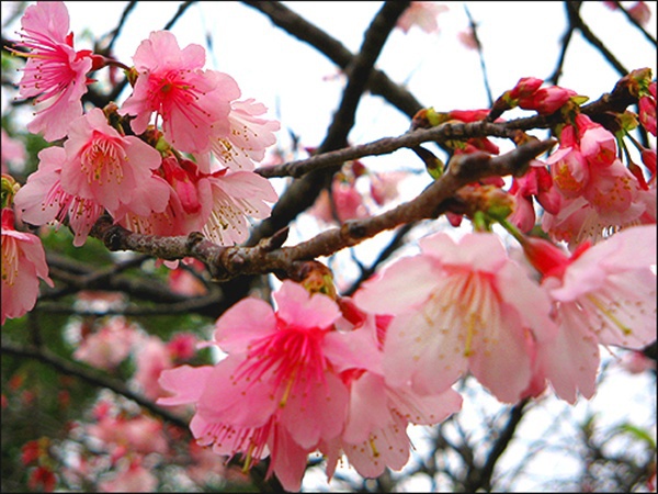 Ngất ngây với hoa anh đào Nhật Bản đầu năm 4