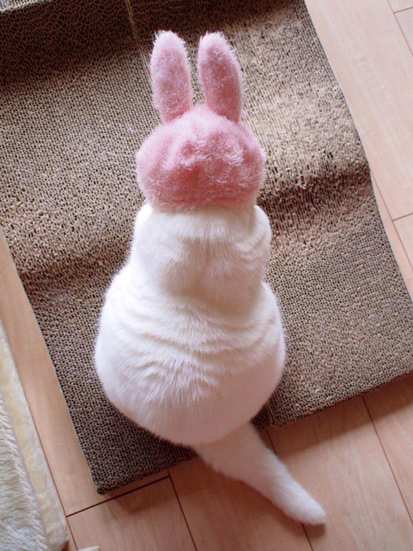m&egrave;o ura