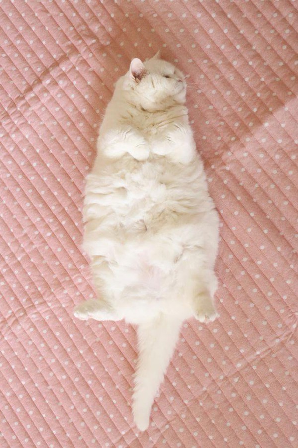 m&egrave;o ura