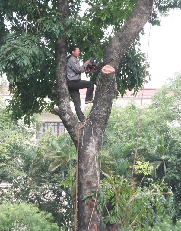 Đốn hạ hàng xà cừ cổ thụ trên đường Nguyễn Trãi, người Thủ đô nuối tiếc  3