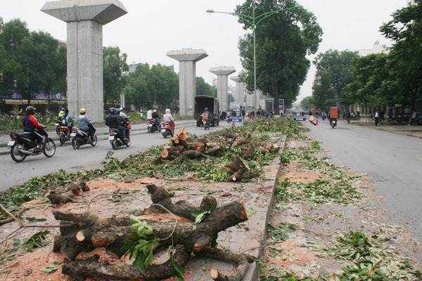 Đốn hạ hàng xà cừ cổ thụ trên đường Nguyễn Trãi, người Thủ đô nuối tiếc  10