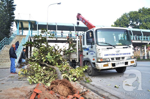 Chặt 35 cây xanh trước cổng trường ĐH GTVT để xây dựng nhà ga 5