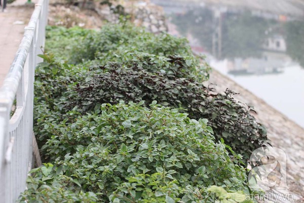Vườn rau xanh mướt của người dân Hà Nội bên dòng sông Tô Lịch 1